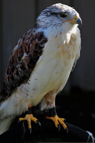 Close-up of a hawk perched, showcasing its sharp talons and detailed feathers.