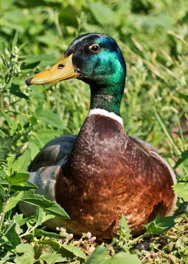Close-up of a male mallard duck resting in green foliage.