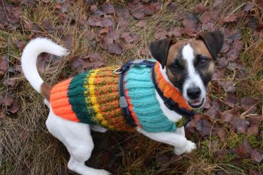 Small dog wearing a colorful knitted sweater outdoors on autumn leaves.