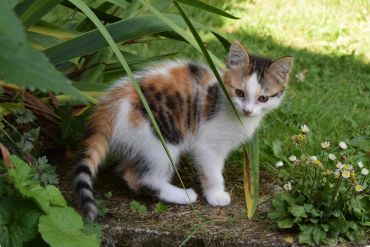 A calico kitten exploring green plants outdoors.