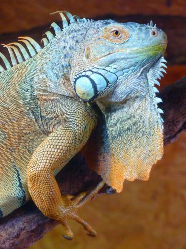 Close-up of a colorful iguana showing detailed scales and spines.