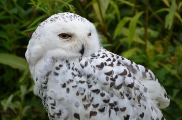 Close-up of a snowy owl with yellow eyes and white feathers with black spots.
