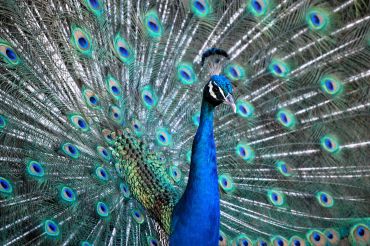 A vibrant peacock spreading its colorful feathers in full display.
