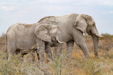 Two elephants walking side by side in a dry landscape.