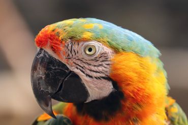 Close-up of a colorful parrot's head showing detailed feathers and eye.