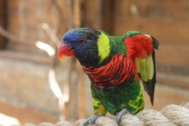 Close-up of a colorful parrot with vibrant blue, green, red, and yellow feathers.