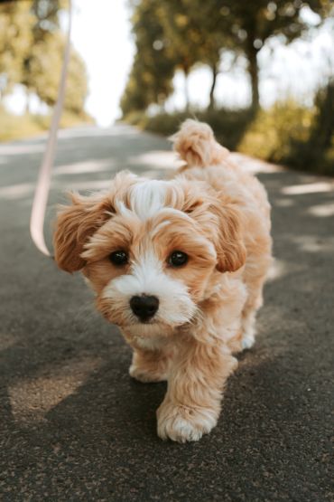 Adorable fluffy puppy walking on a paved path with trees in the background.