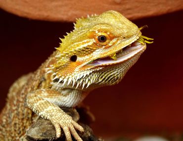 Close-up of a yellow bearded dragon lizard with textured scales.