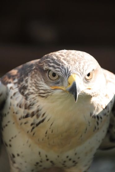 Close-up of a fierce hawk with piercing eyes and a sharp beak.