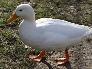 A white duck with an orange beak and feet standing on grass.