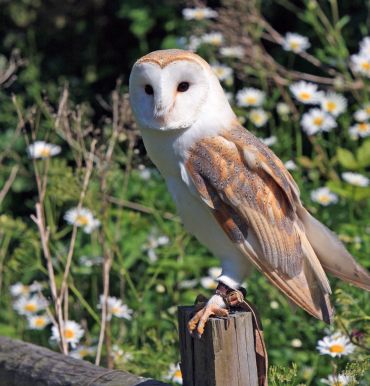 A barn owl perched on a wooden post with daisies in the background.