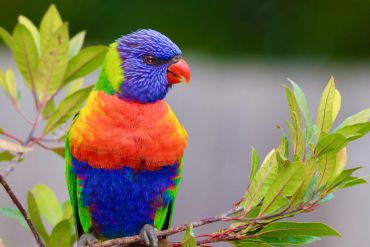 A colorful rainbow lorikeet perched on a branch with green leaves.