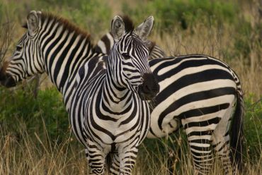 Two zebras with distinct black and white stripes in a grassy area.