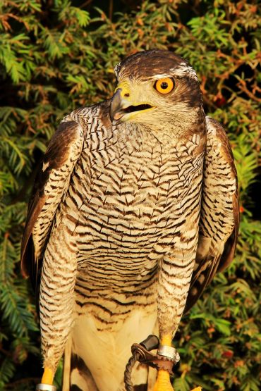 Close-up of a hawk with vivid orange eyes and detailed feathers.