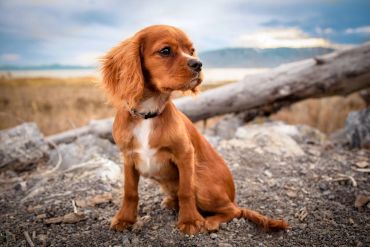 A small brown puppy sitting attentively on rocky ground outdoors.