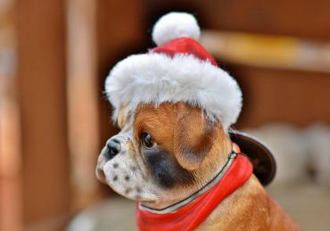 A bulldog statue wearing a Santa hat and red scarf.