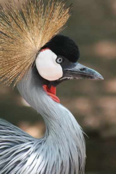 Close-up of a grey crowned crane with striking plumage and a golden crown.