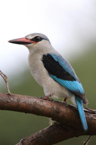 Close-up of a colorful kingfisher perched on a branch.