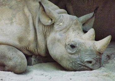 Close-up of a resting rhinoceros lying on the ground.