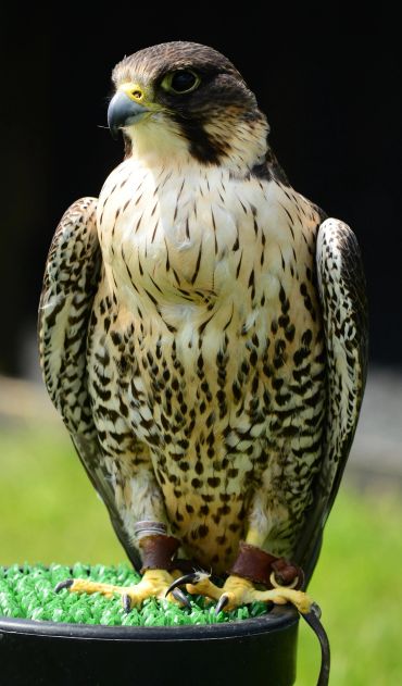 Close-up of a falcon perched on an artificial grass stand.