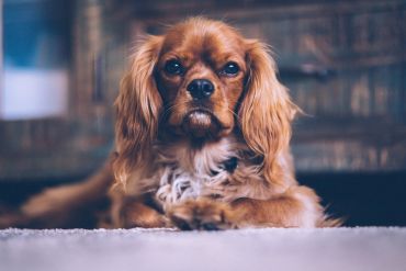 Close-up of a brown dog with expressive eyes lying down.
