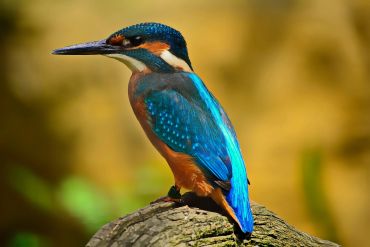 A vibrant kingfisher perched on a branch with a blurred background.