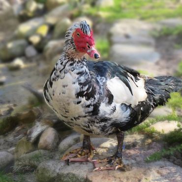 A Muscovy duck with distinctive red facial skin and black-and-white feathers.