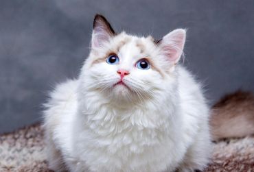 Close-up of a fluffy white cat with striking blue eyes and a pink nose.