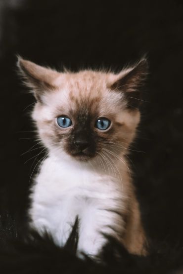 Close-up of a kitten with striking blue eyes against a dark background.