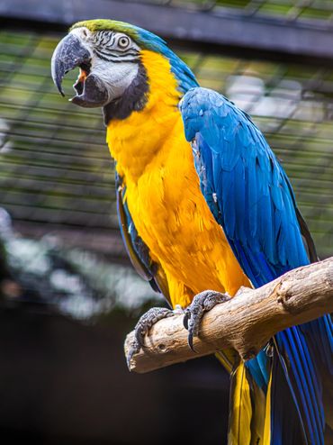 Colorful blue and yellow macaw perched on a branch inside a cage.