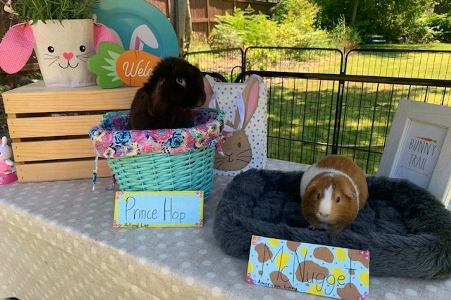 Rabbit and guinea pig on table
