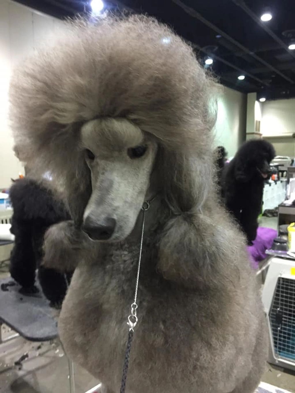 Silver Standard Poodle at a dog show.