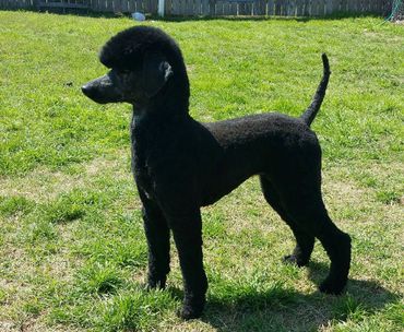 Penny, black standard poodle 