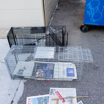 Two animal traps set on the ground with newspaper and bait stick.