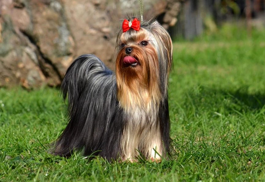 Kissy is an AKC Registered Yorkshire Terrier imported from Europe. She was just bred to our sire!