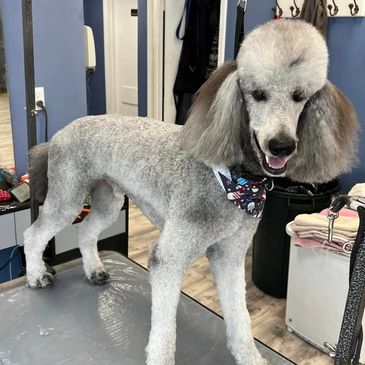 Poodle grooming