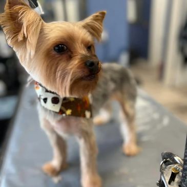 Yorkie grooming