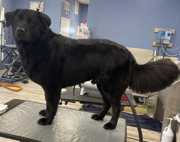 Flat coat retriever grooming
