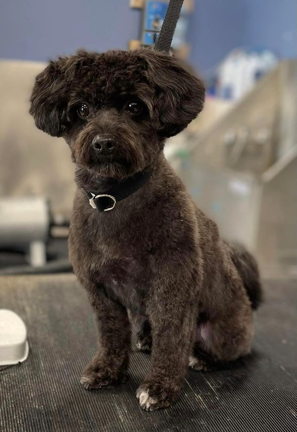 Mini doodle grooming