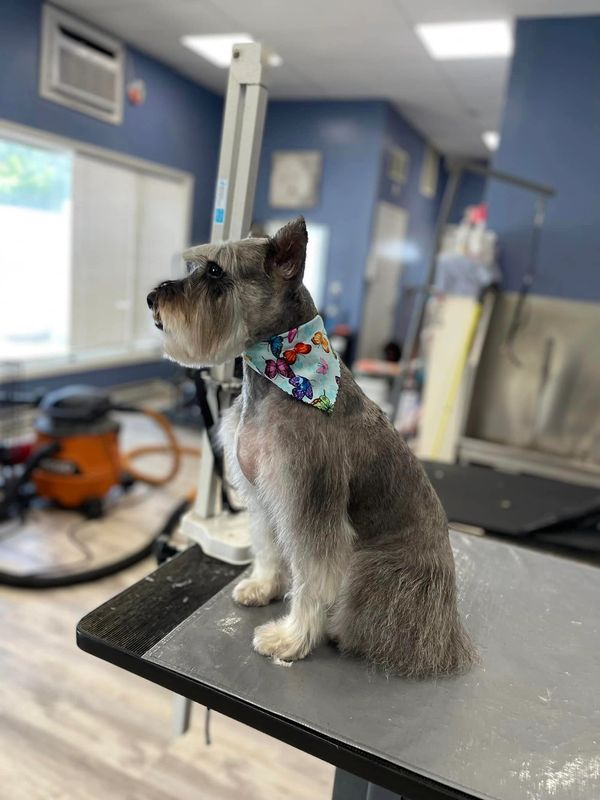 Schnauzer grooming