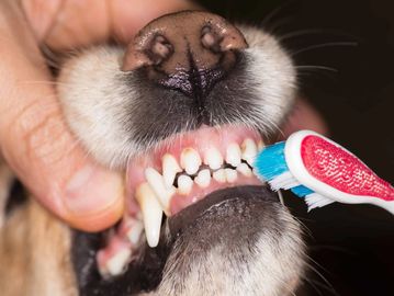 Dog Brush Teeth