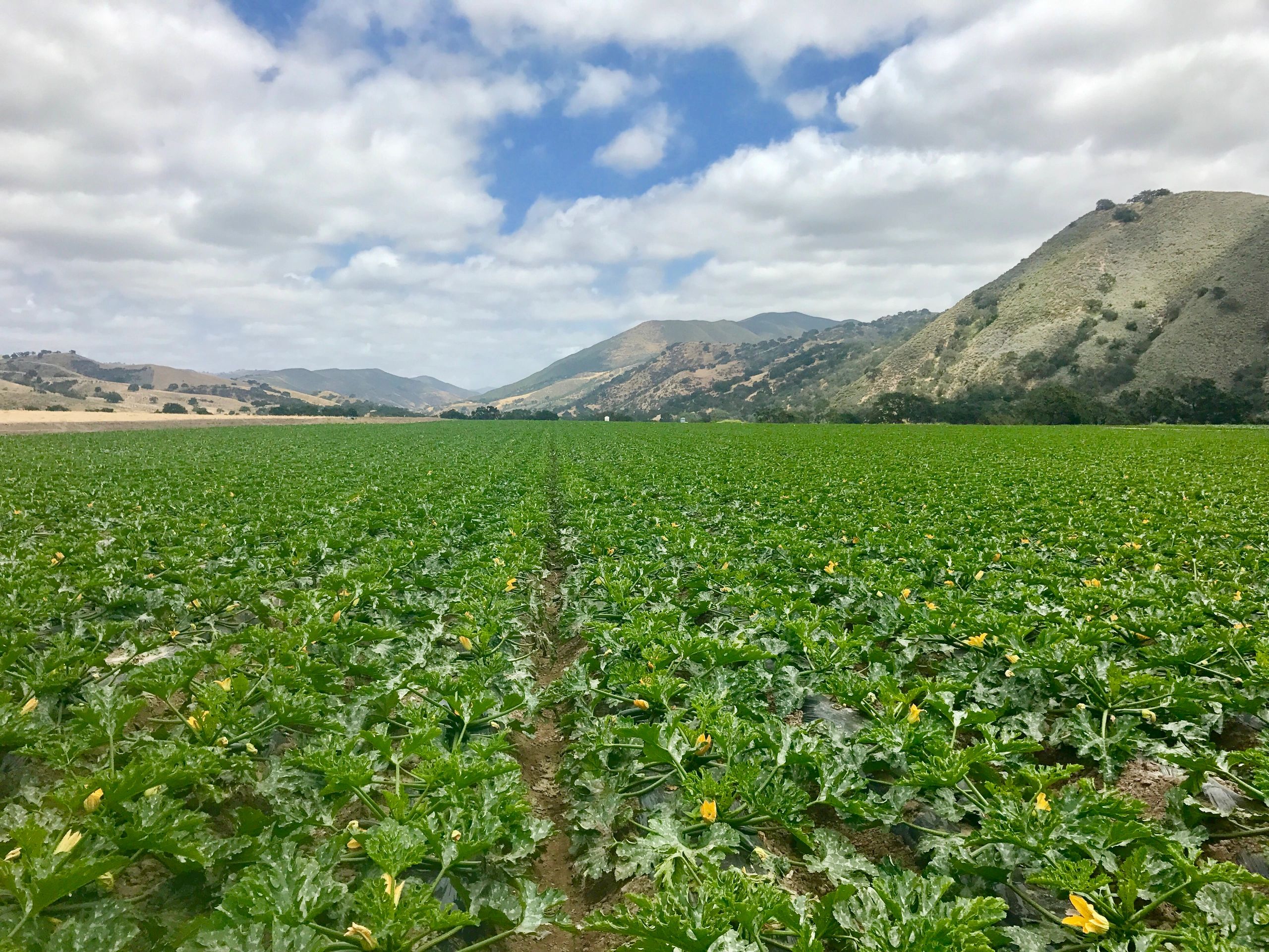 Pacific Coast Produce