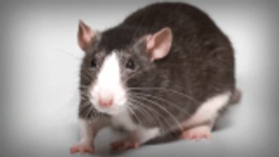 Rat