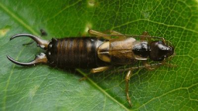 Earwig