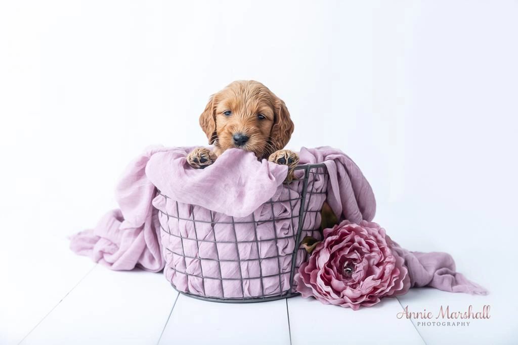 goldendoodle puppy in suffolk, goldendoodle puppy for sale suffolk, goldendoodle breeder in suffolk