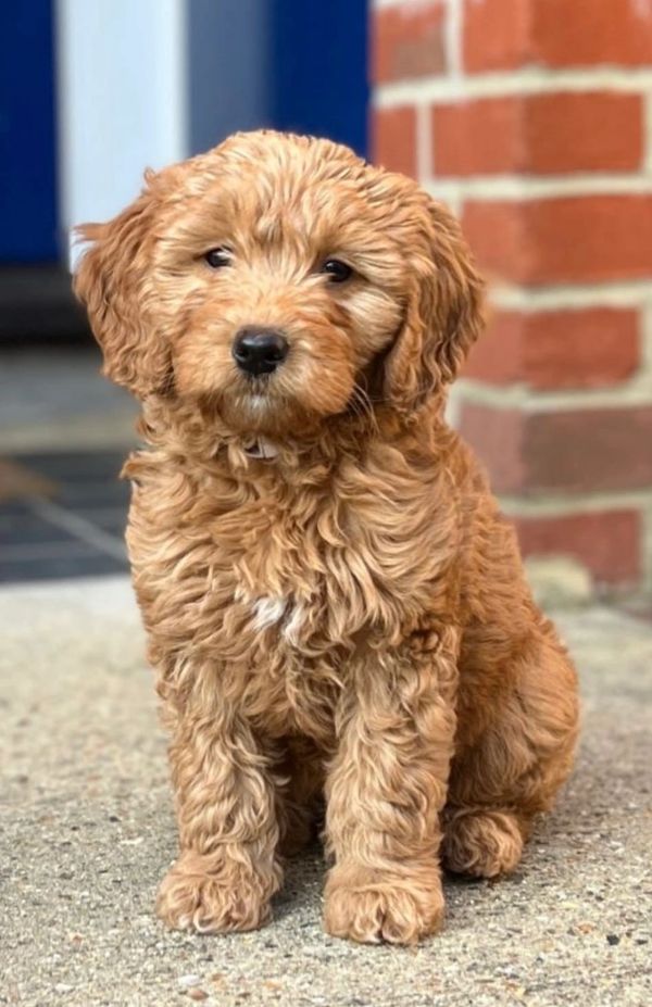 goldendoodle breeder london, goldendoodle puppy for sale london, goldendoodle for saler london
