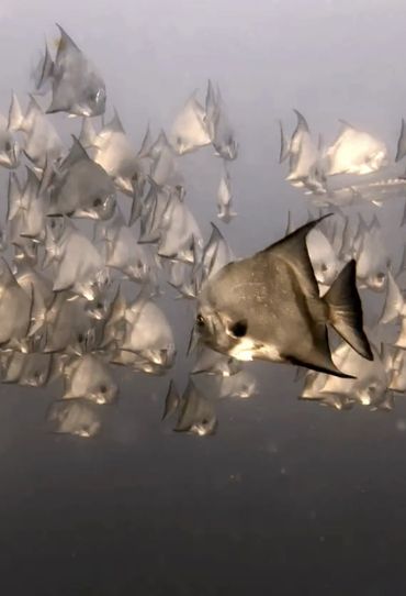 A school of silver fish swimming together underwater.