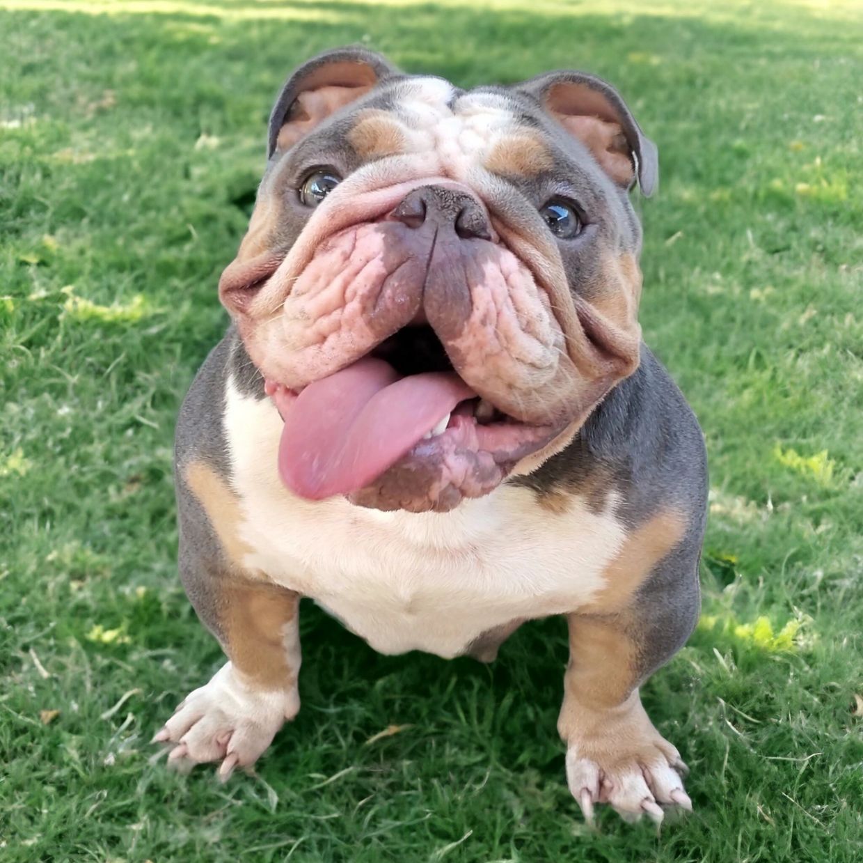 Blue Tri English Bulldog