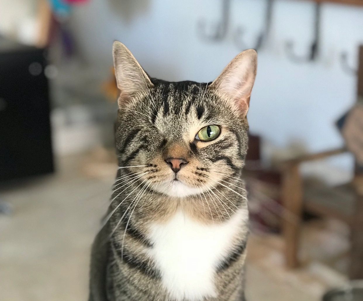 Veterinary, Grooming Kathleen Animal Hospital Lakeland, Florida