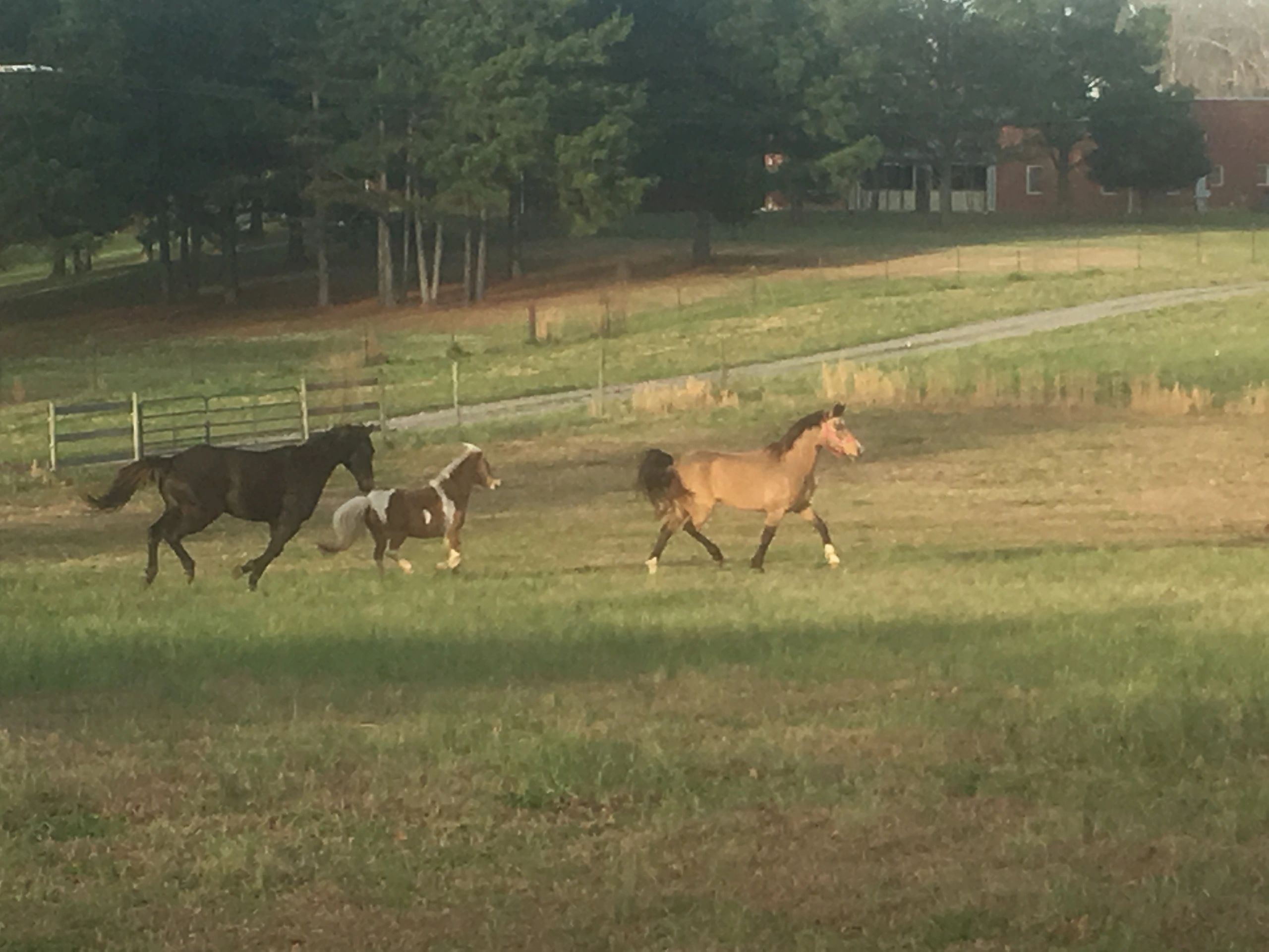 LEAD Equine Assisted Psychotherapy, Counseling